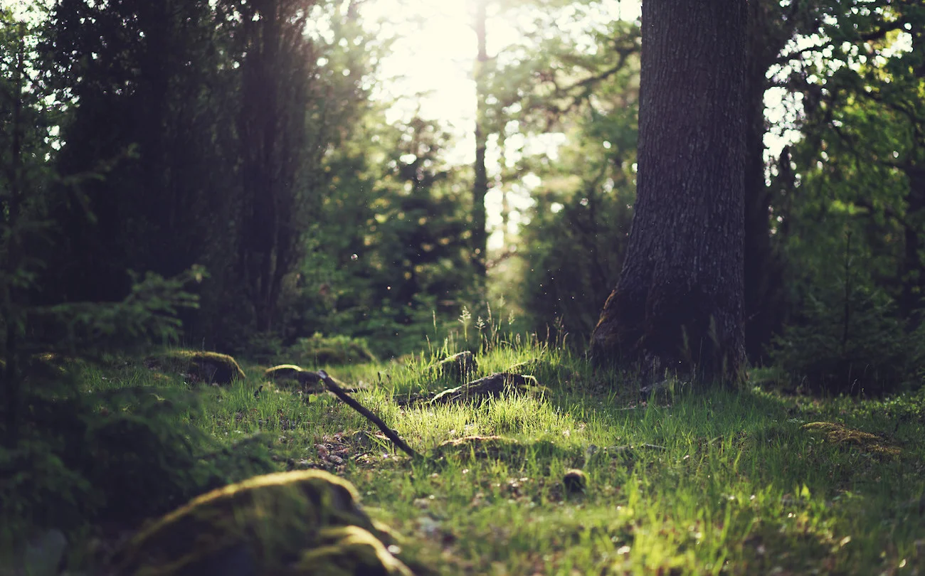 wood-nature-sunny-forest_1300.jpg