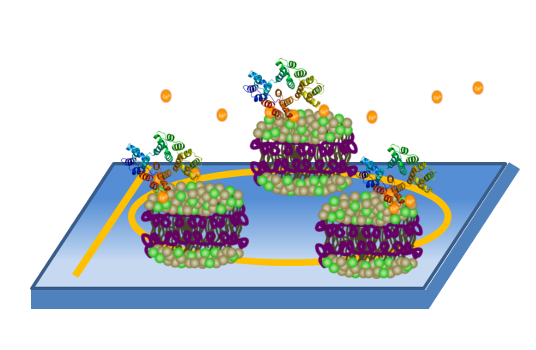 Physisorption of Nanodiscs to a Microring Sensor