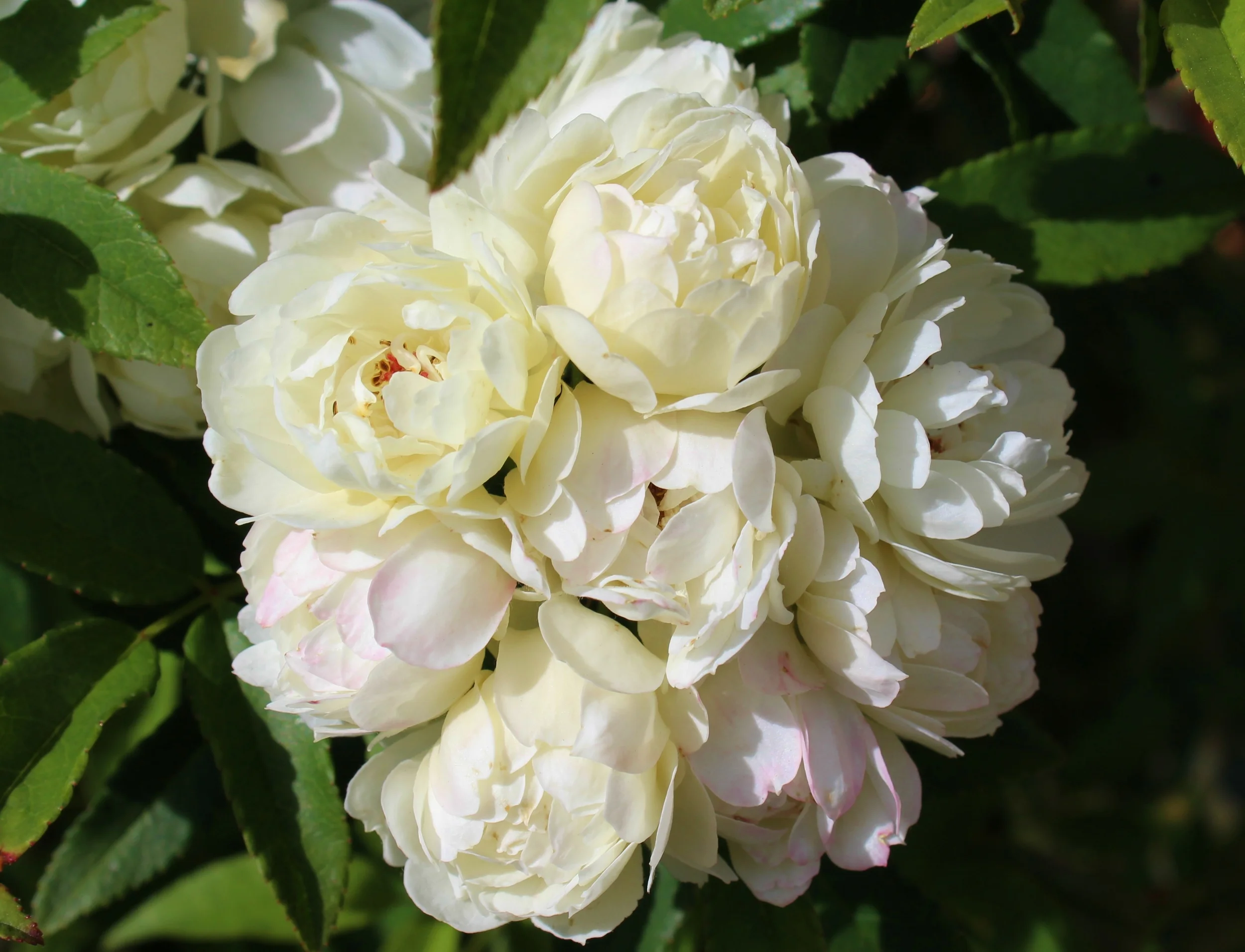 Rosa banksiae 'Alba Plena'
