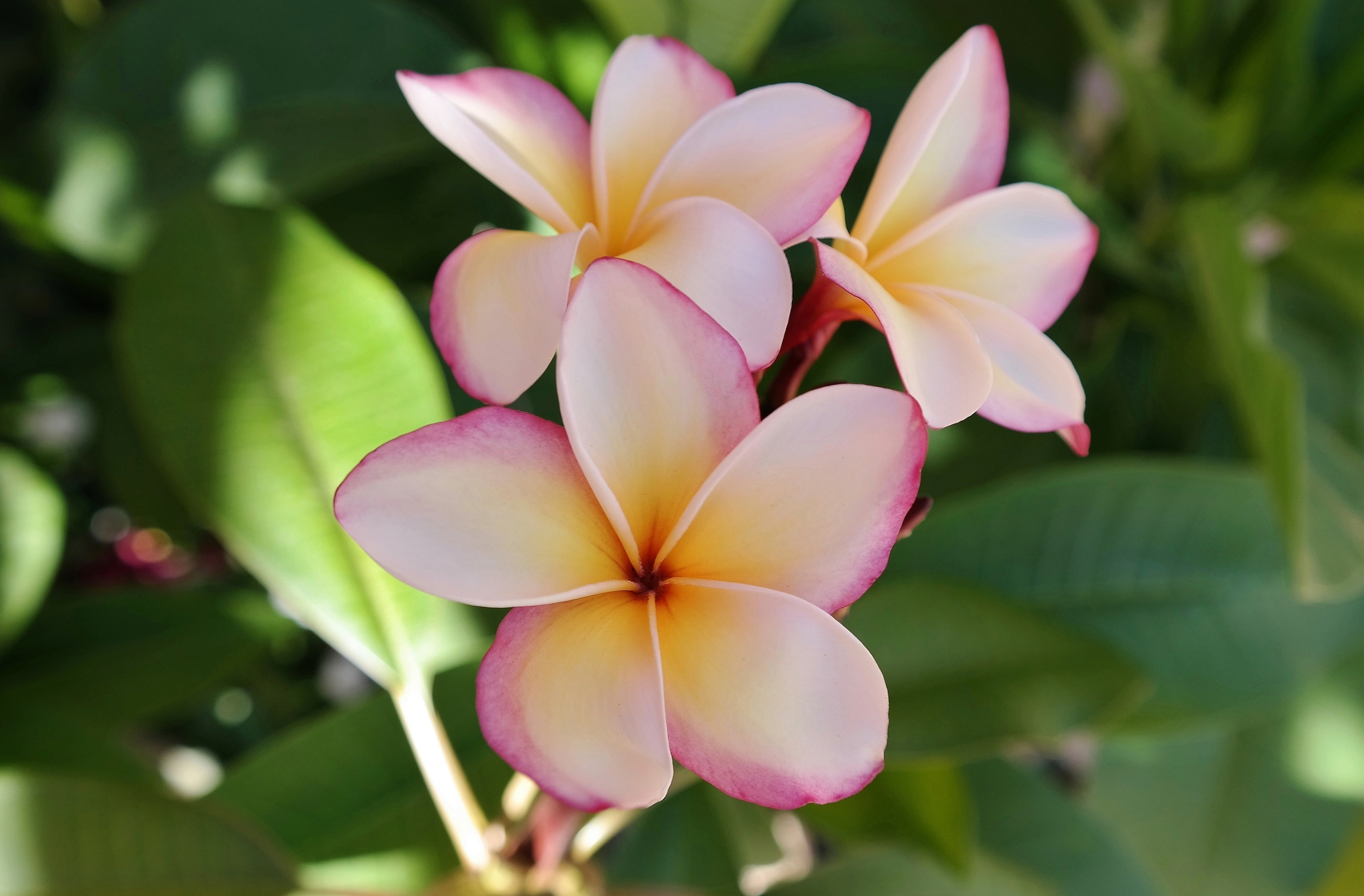 Kamiyama Rainbow plumeria