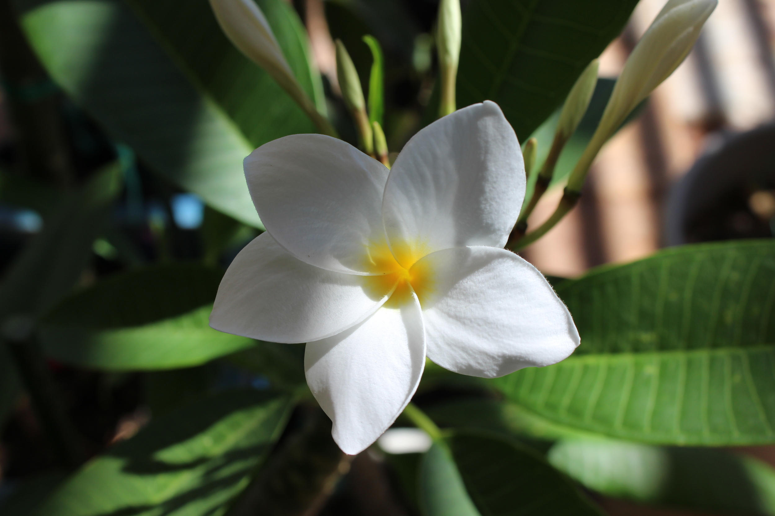 Hausten White plumeria