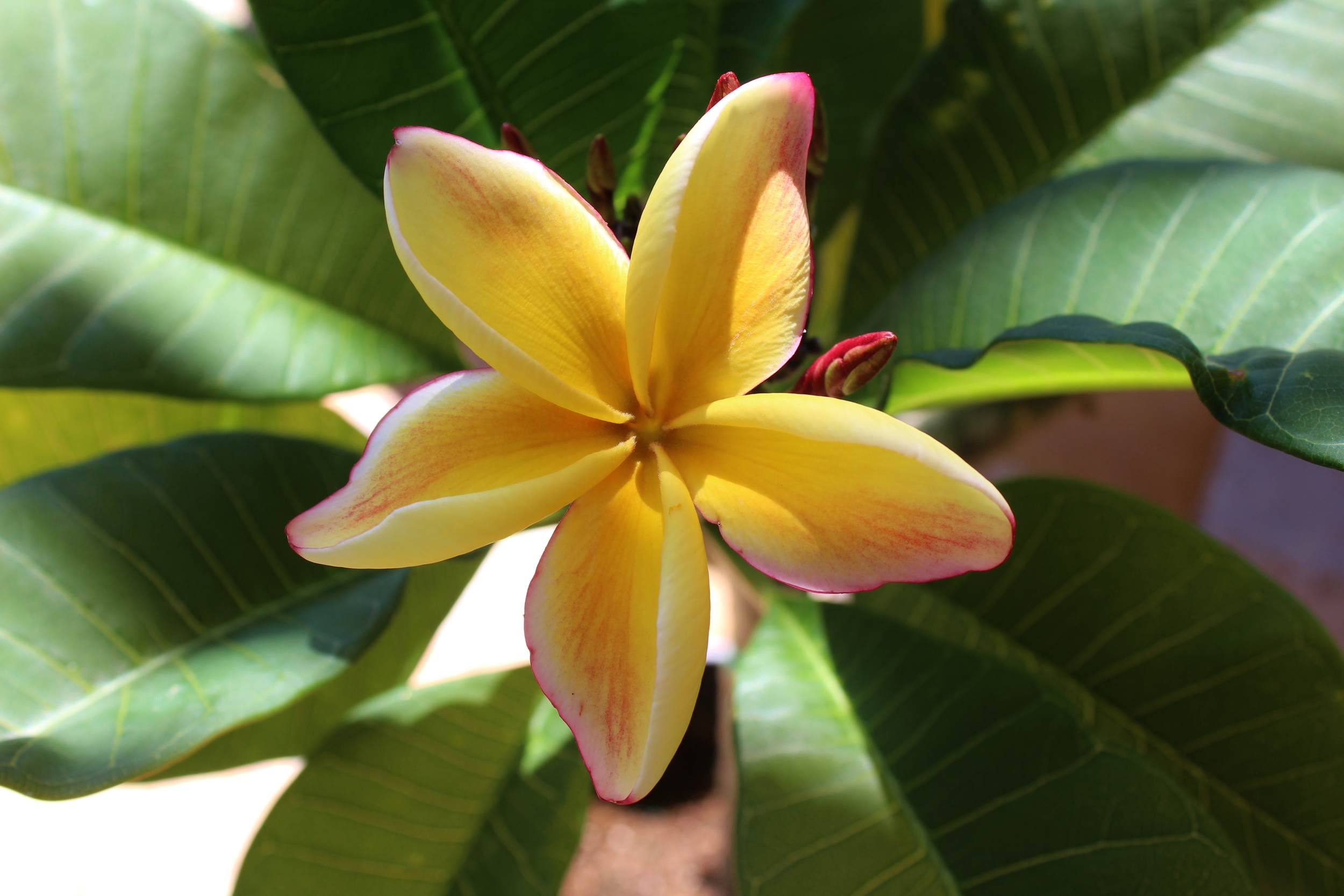 Jackie plumeria