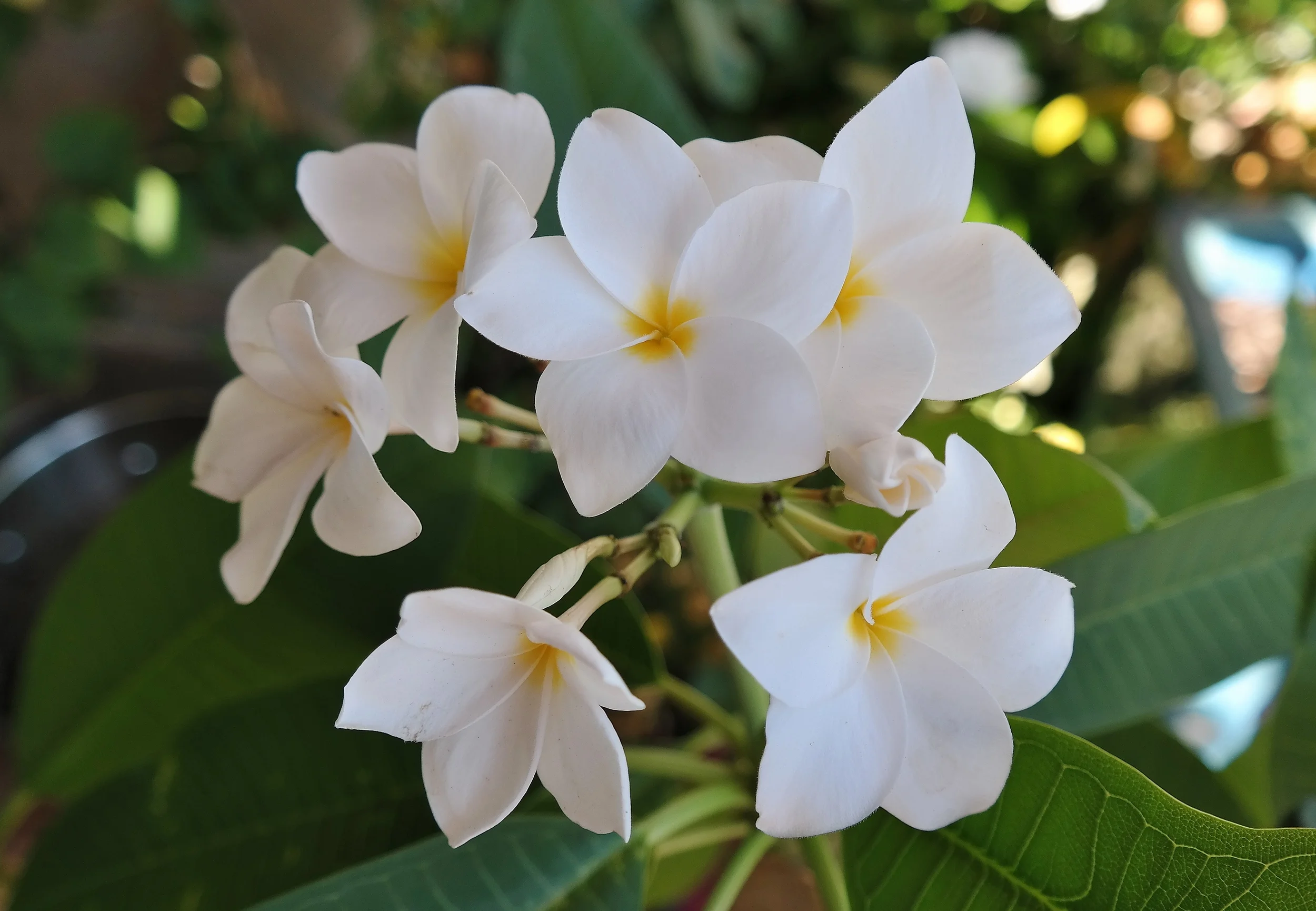hausten-white-plumeria.jpg