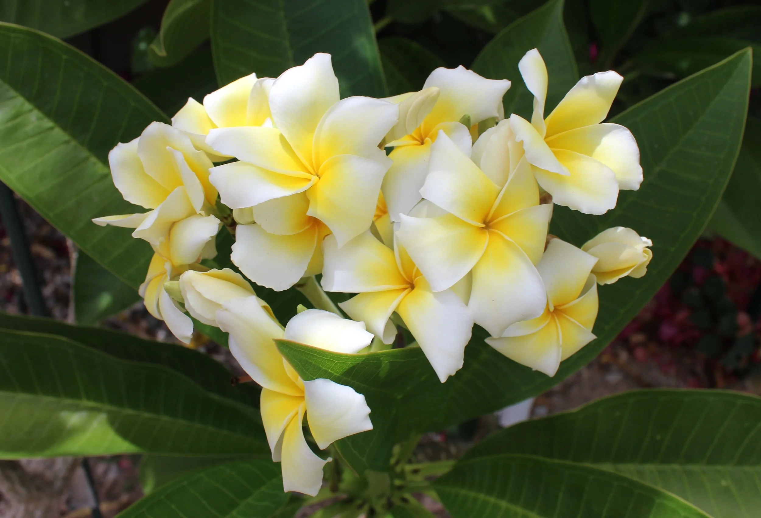 growing plumeria in Arizona — Grow — Write On Rubee