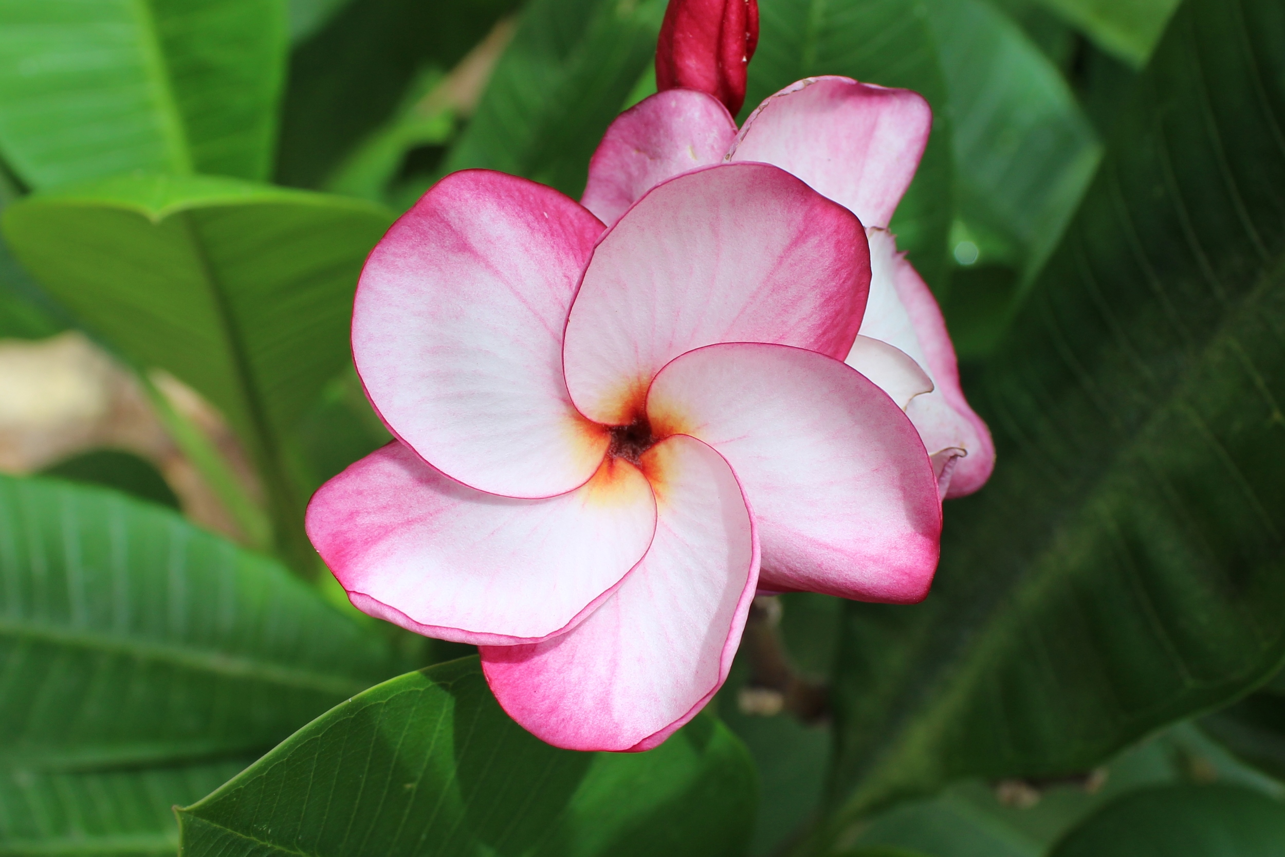 pink pansy plumeria.JPG