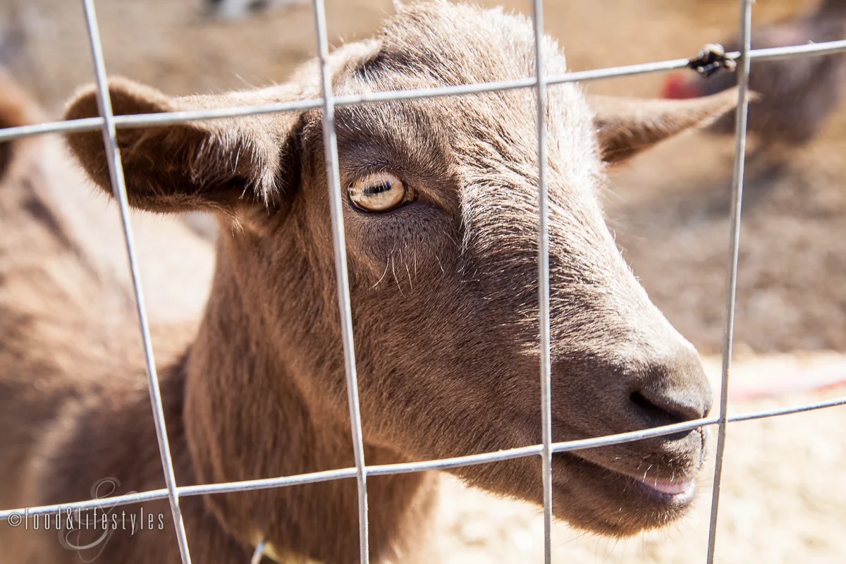 Desert to Dish: Farm Excursions 