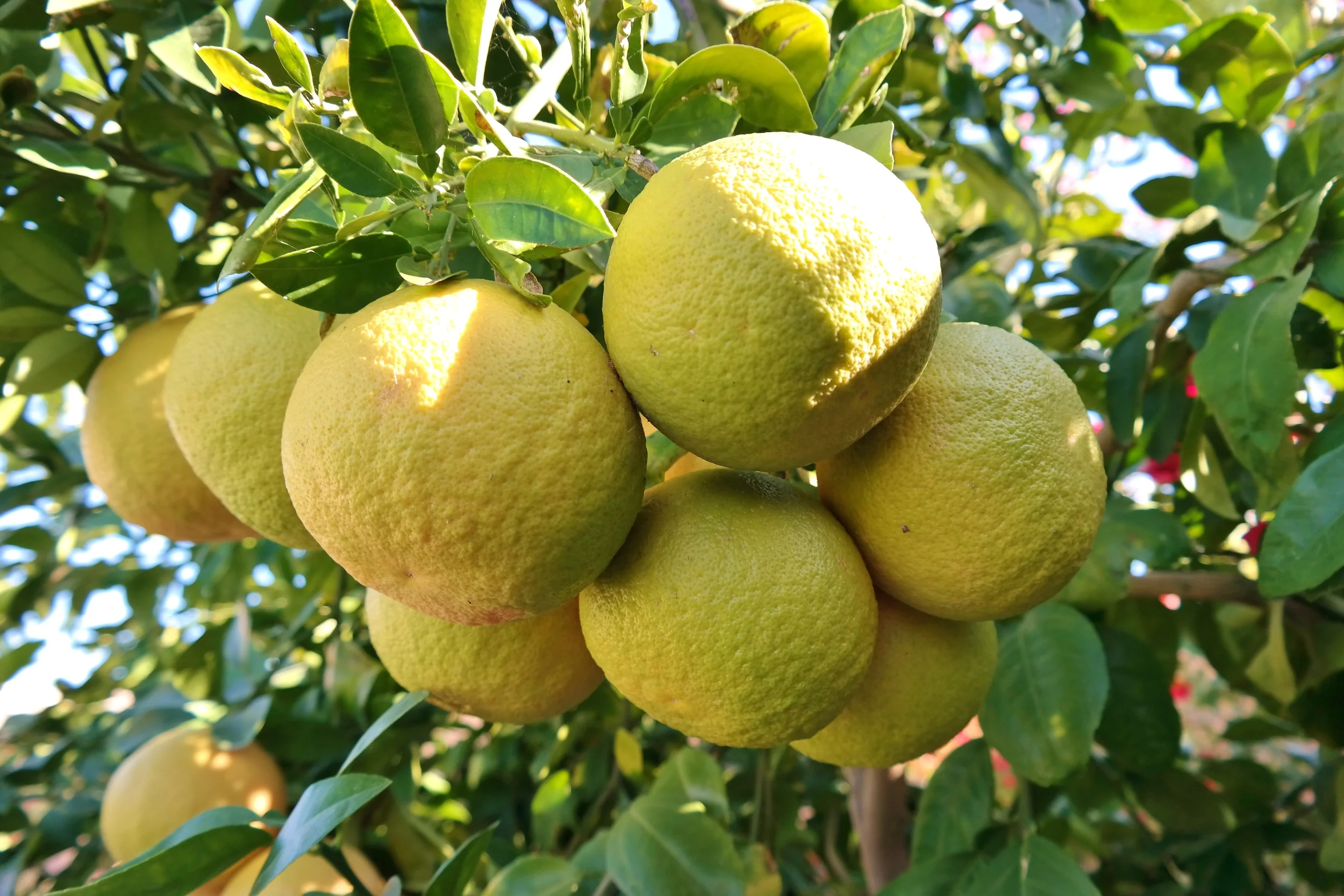 Rio Red grapefruit — Grow — Write On Rubee