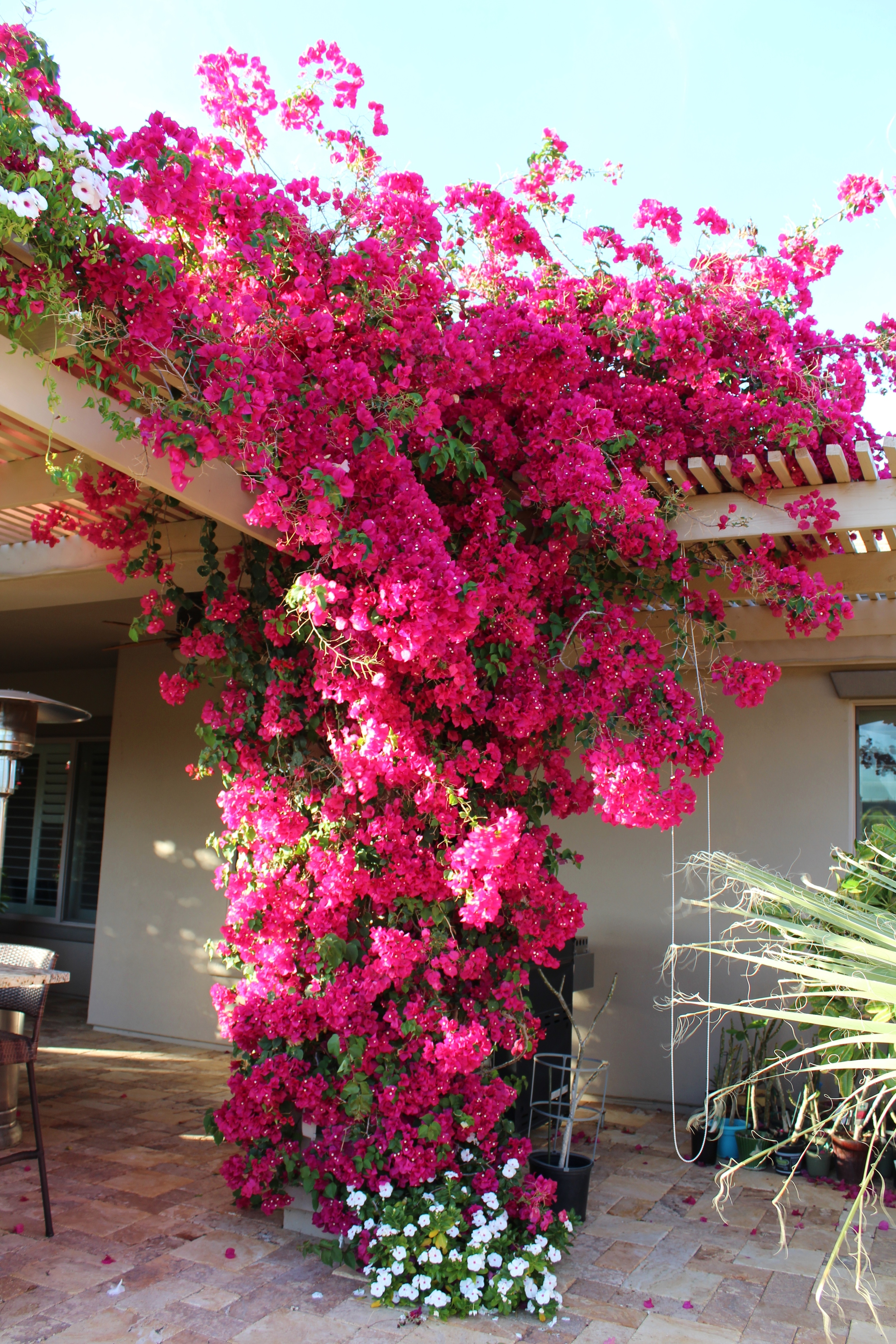 Bougainvillea - Barbara Karst — Write On Rubee