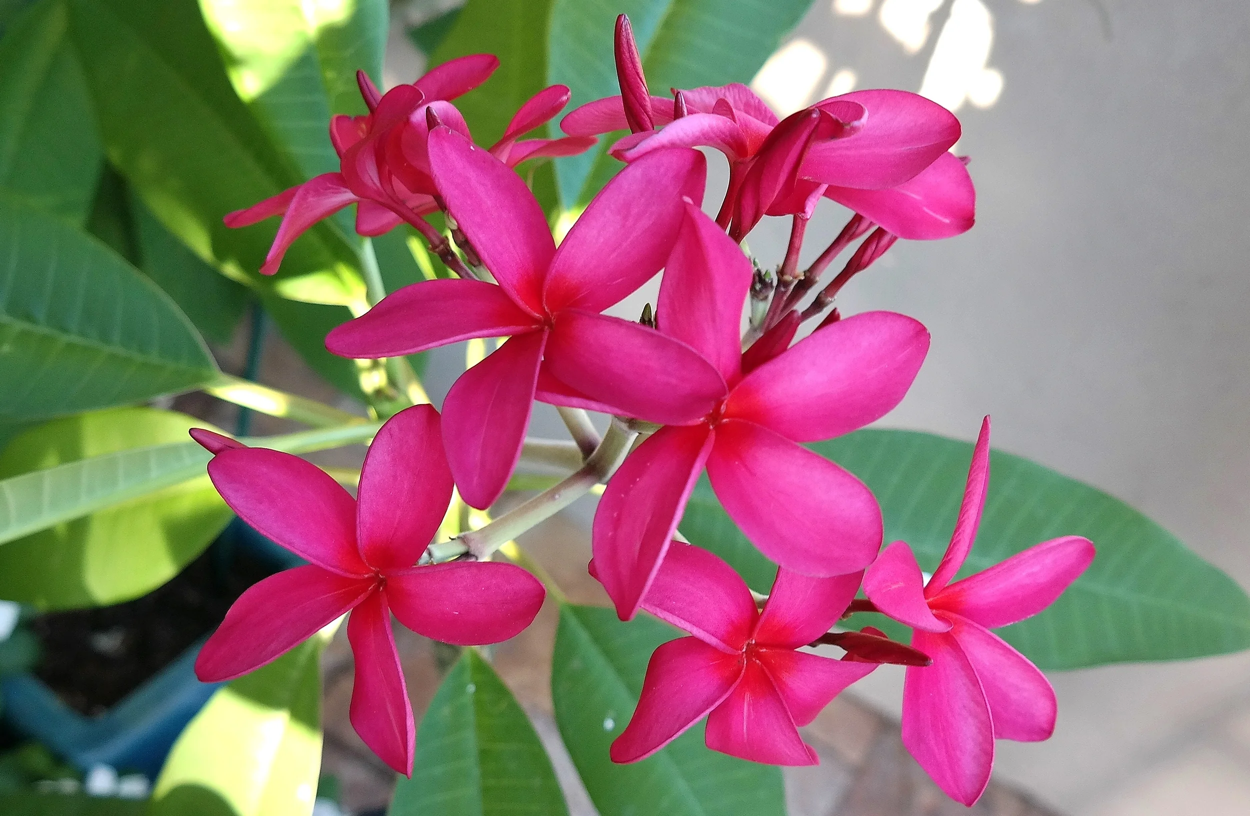 Boca III Plumeria