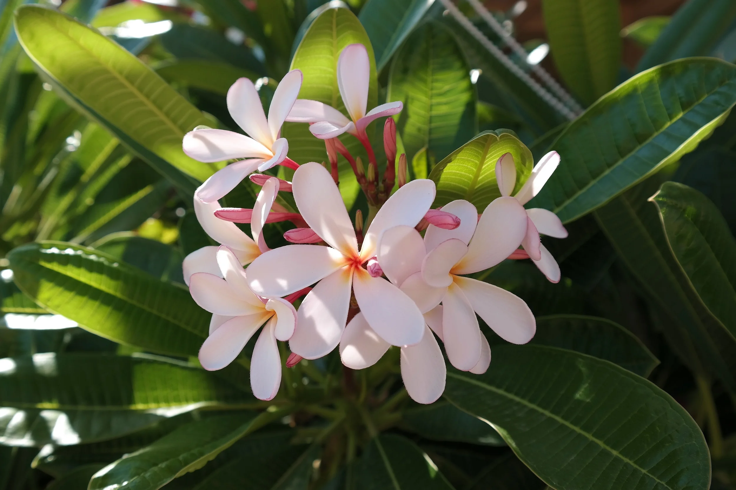 Plumeria in Arizona: Boca III, Dwarf Singapore Pink and Cancun Pink