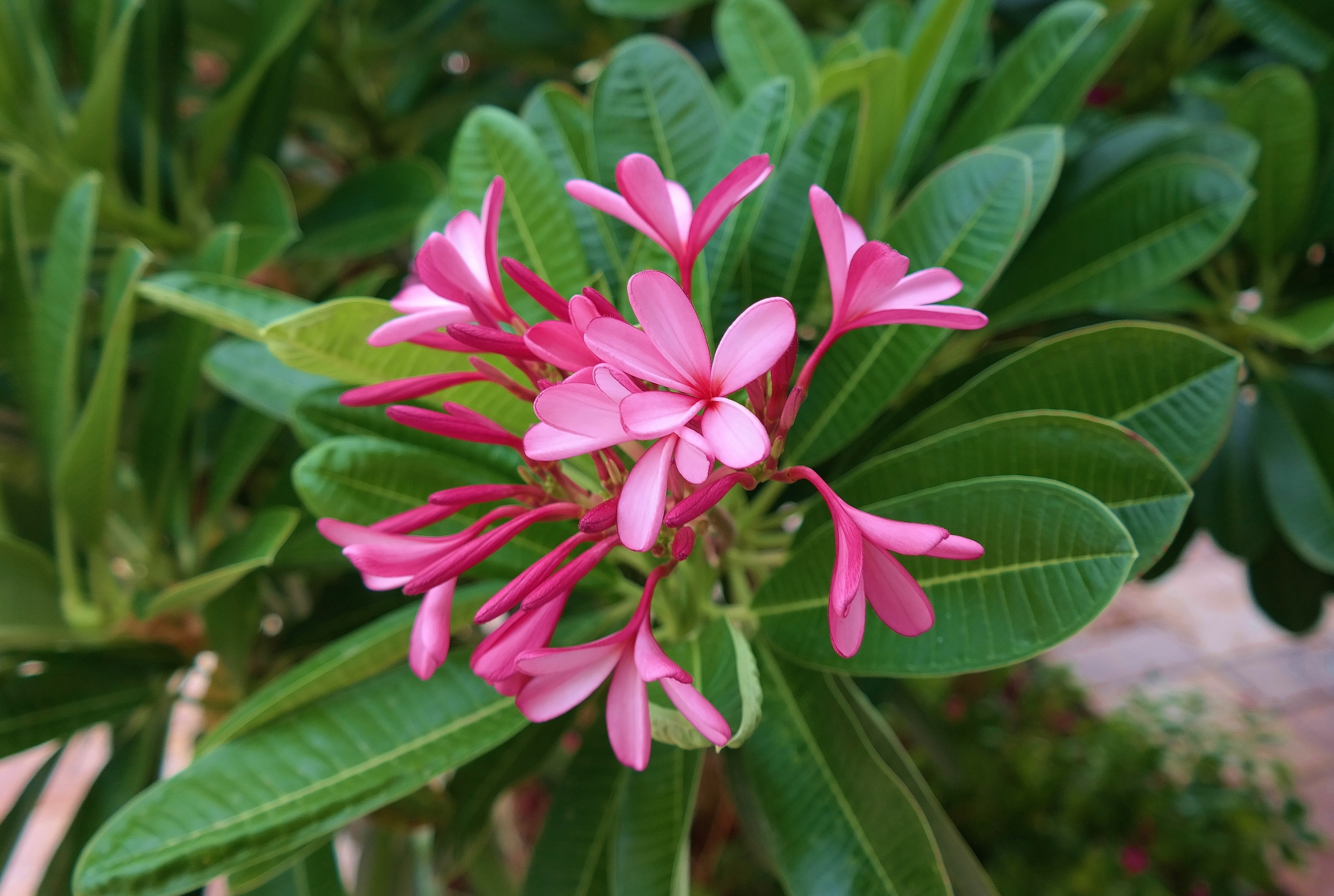 Dwarf Singapore Pink plumeria July 2016