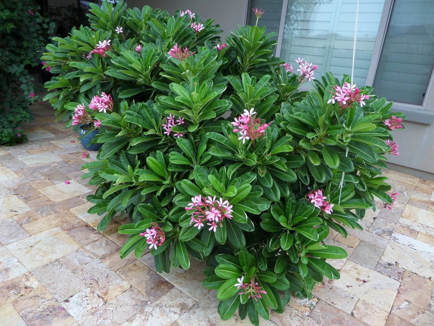 Dwarf Rooted Plumeria Plant - Pizzazz Variety, Pink Multi-Tip, Live Cutting