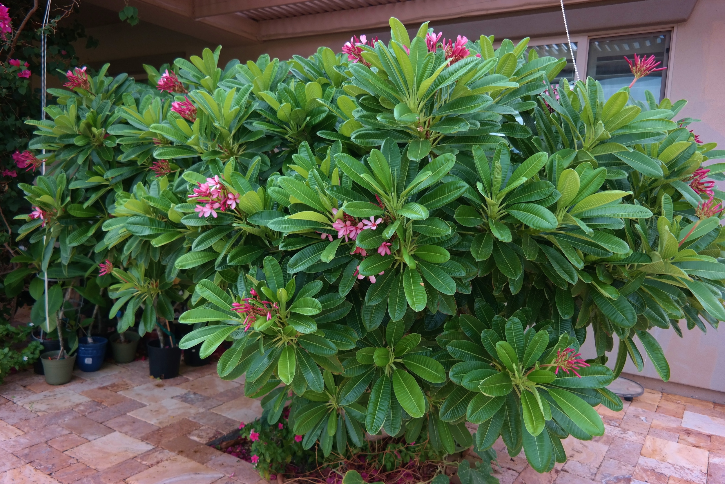 Growing Dwarf Singapore Pink plumeria in Phoenix, Arizona