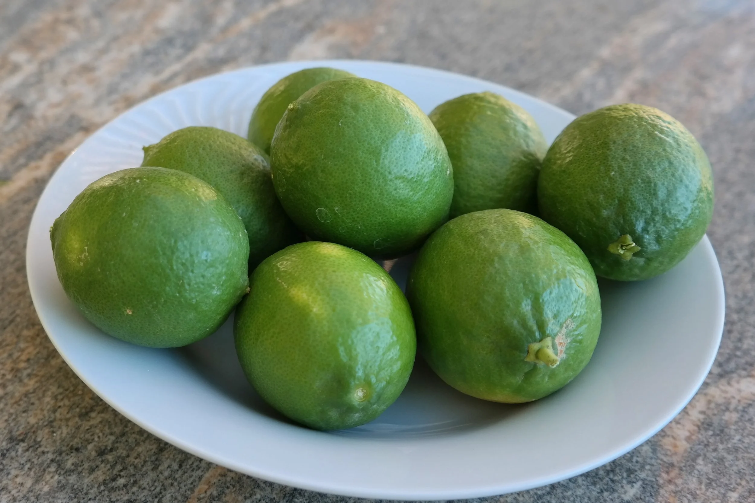 Growing Bearss Limes in Phoenix