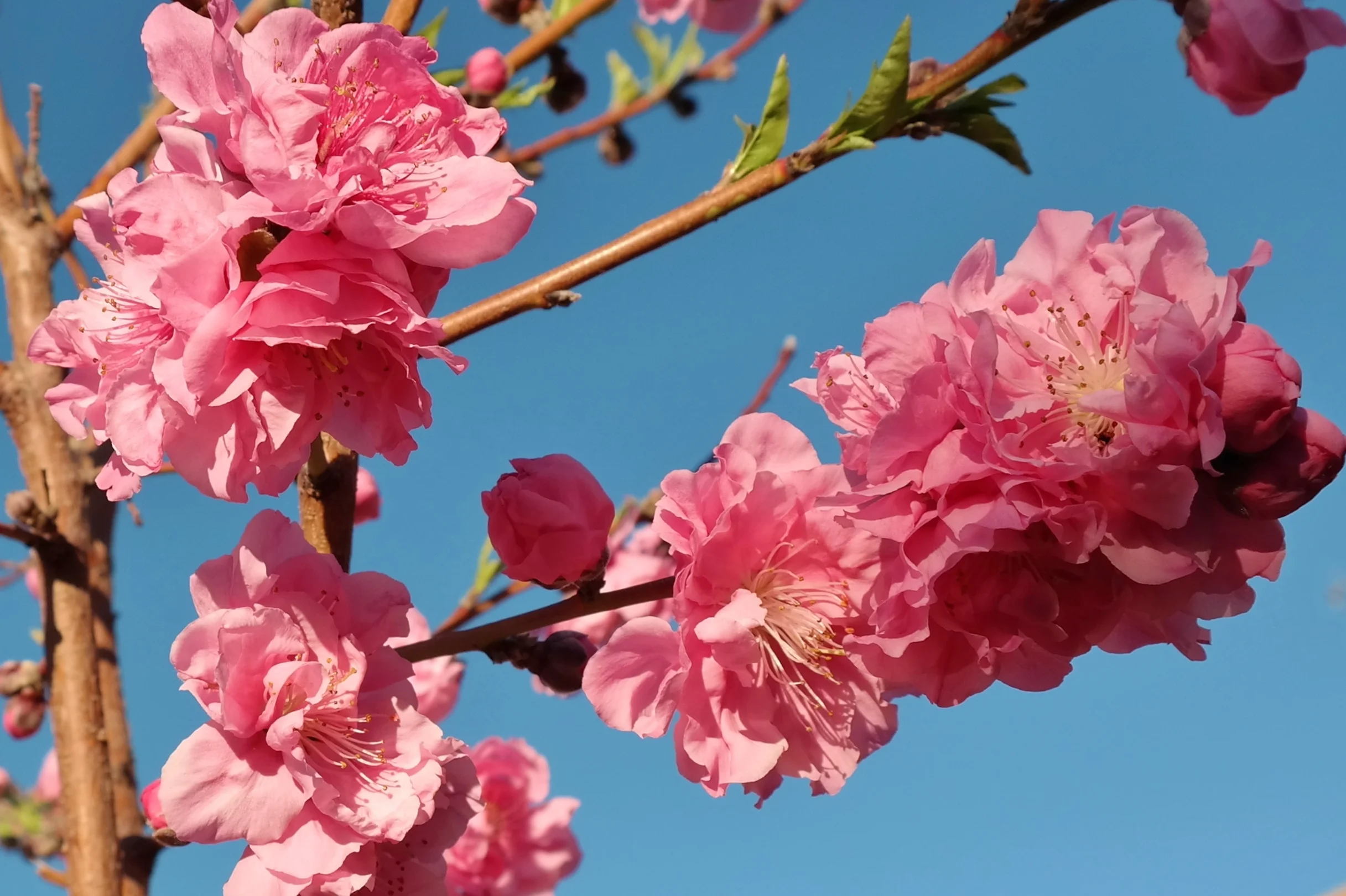 Mid-Pride Peach Tree