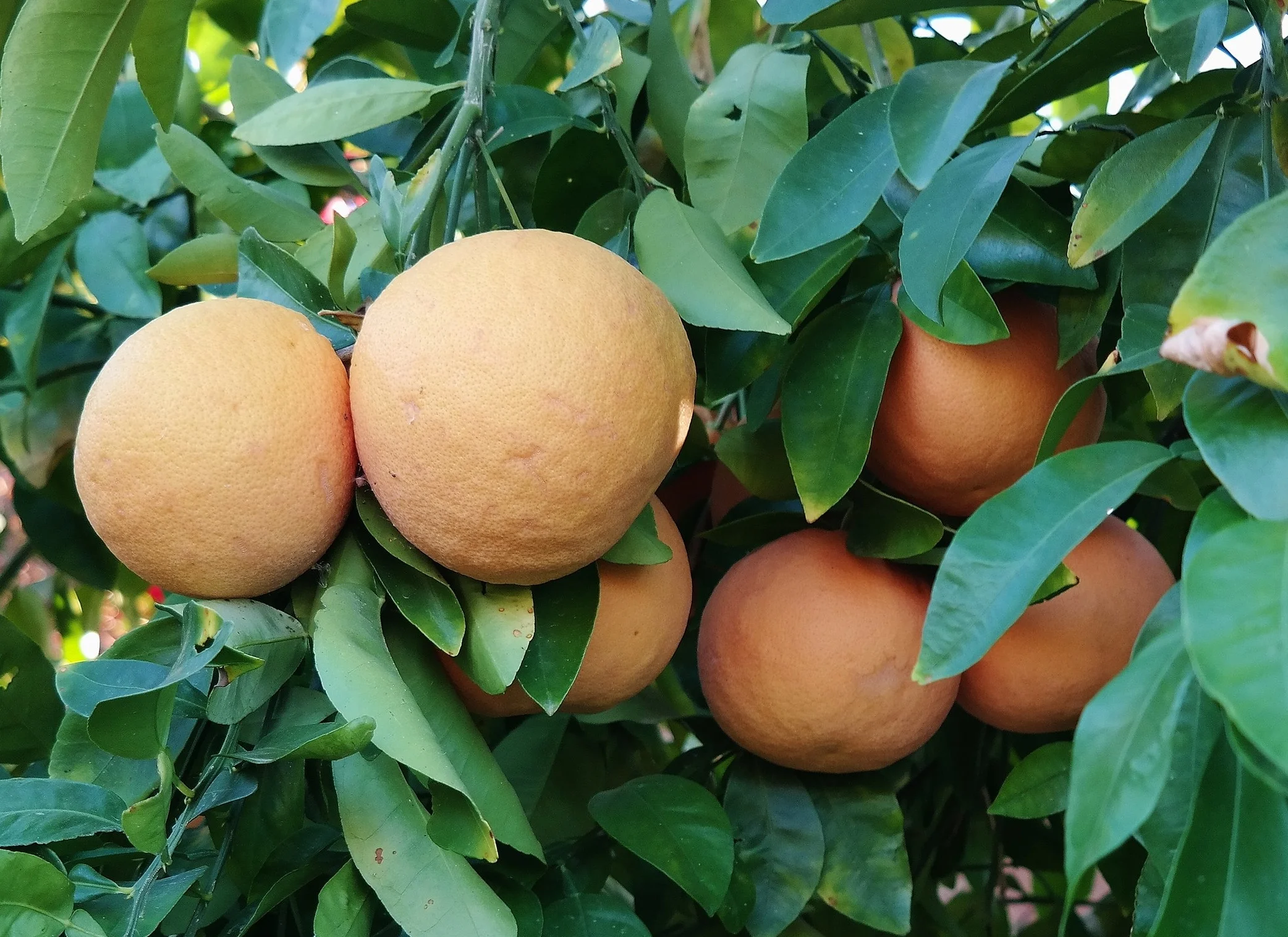 Arizona-grown jgrapefruit&nbsp;