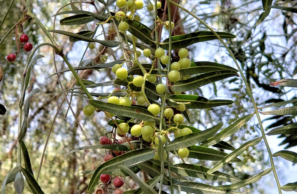 retzlaff pepper trees.jpg