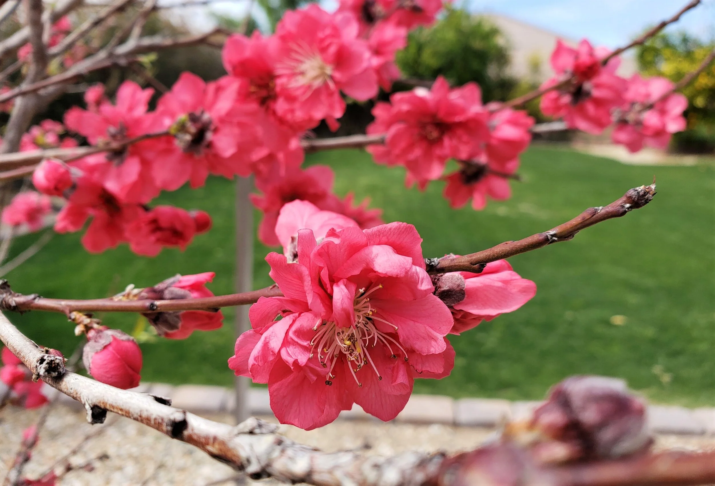 Arizona Peaches Red Baron and MidPride Blooms — Write On Rubee