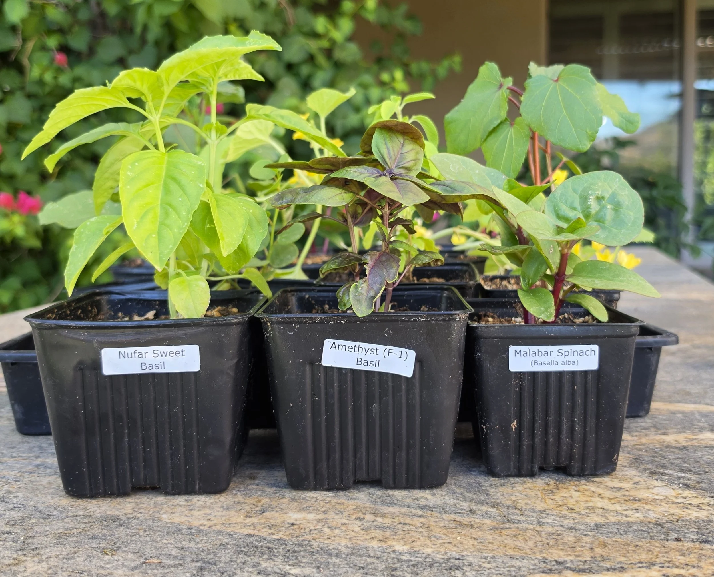 Potted transplants of Nufar Sweet Basil, Amethyst basil, and Malabar Spinach for a Phoenix garden