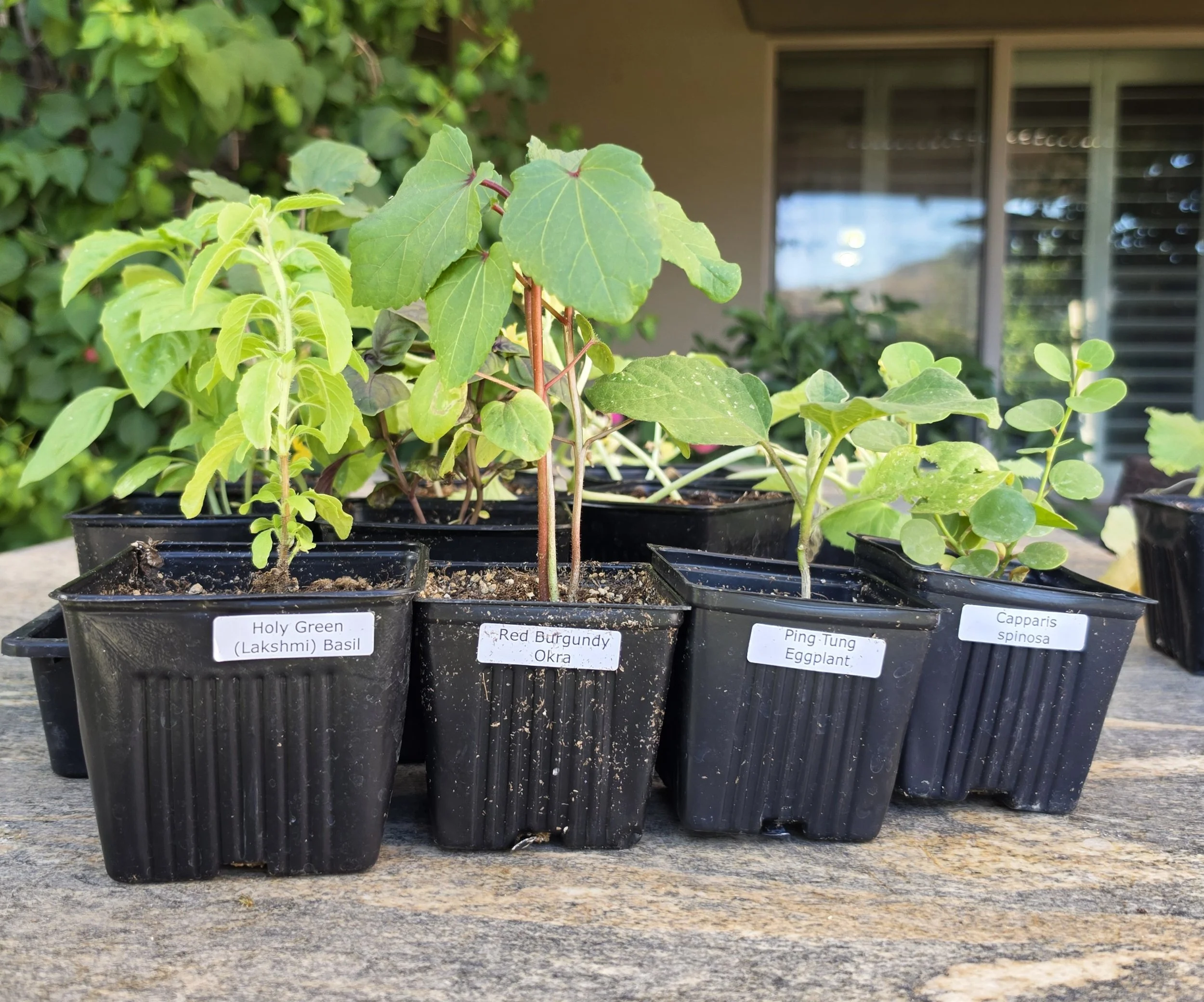 Potted transplants of Holy Green basil, Red Burgundy okra, Ping Tung eggplant, and caper spinosa for a Phoenix garden