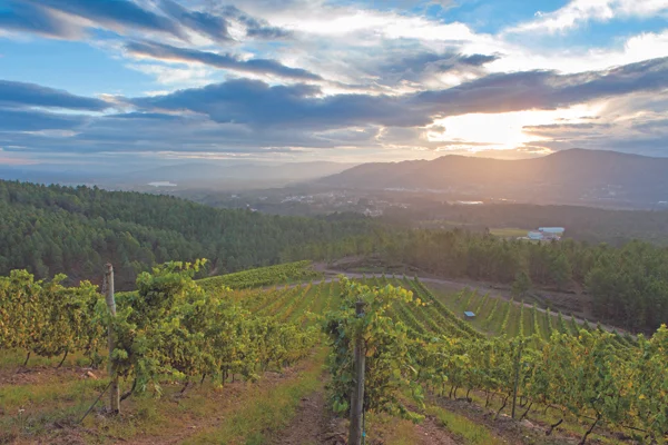 Rias Baixas vineyards image courtesy of Decanter Magazine