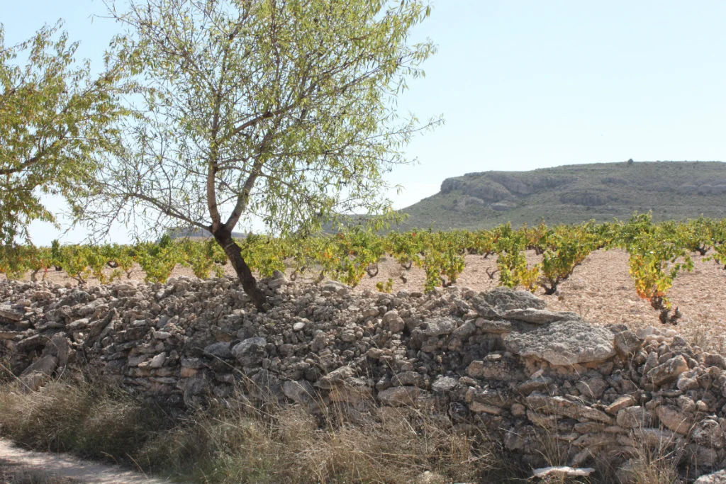 Vineyards of Gordo
