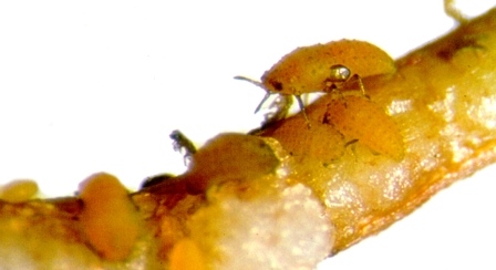 F you, phylloxera!