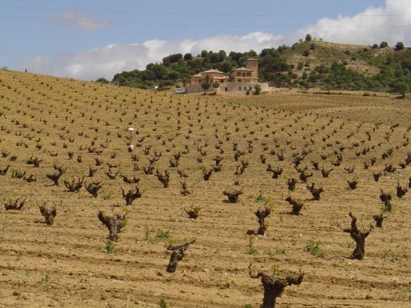 Beautiful, gnarly old vines
