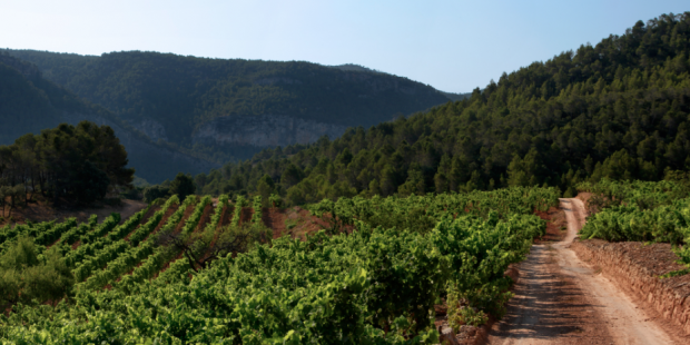 Montsant vineyard.jpg