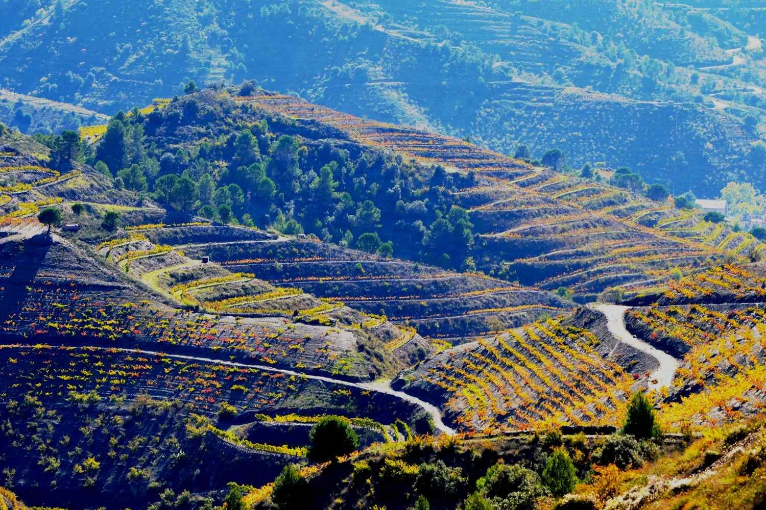 image courtesy of winetourismspain.com