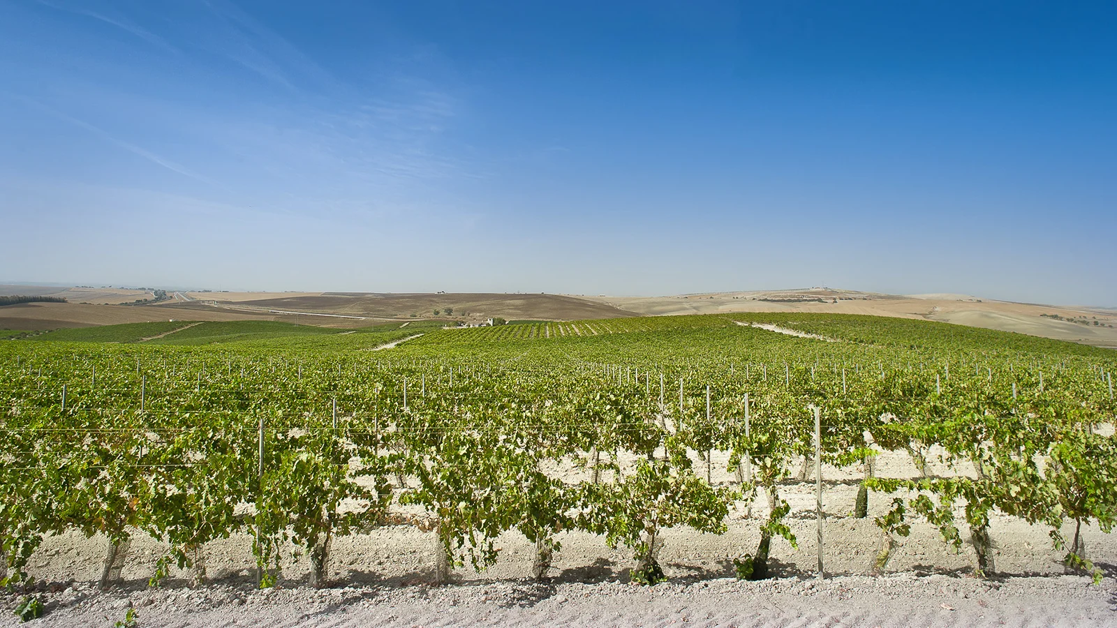 image courtesy of winespectator.com