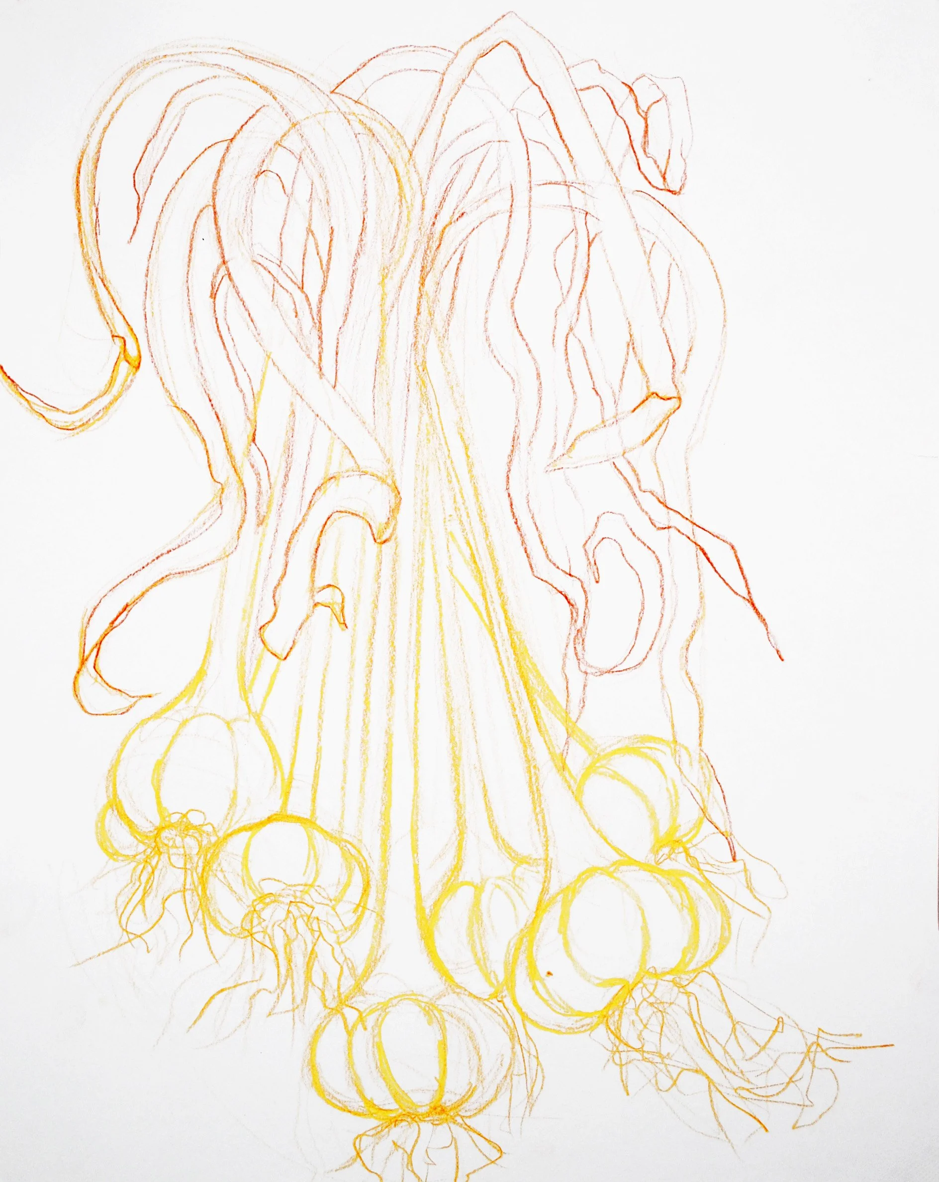 LakeHouseGarlic-14%22x11%22-coloredpencil-2018-aioco.jpg