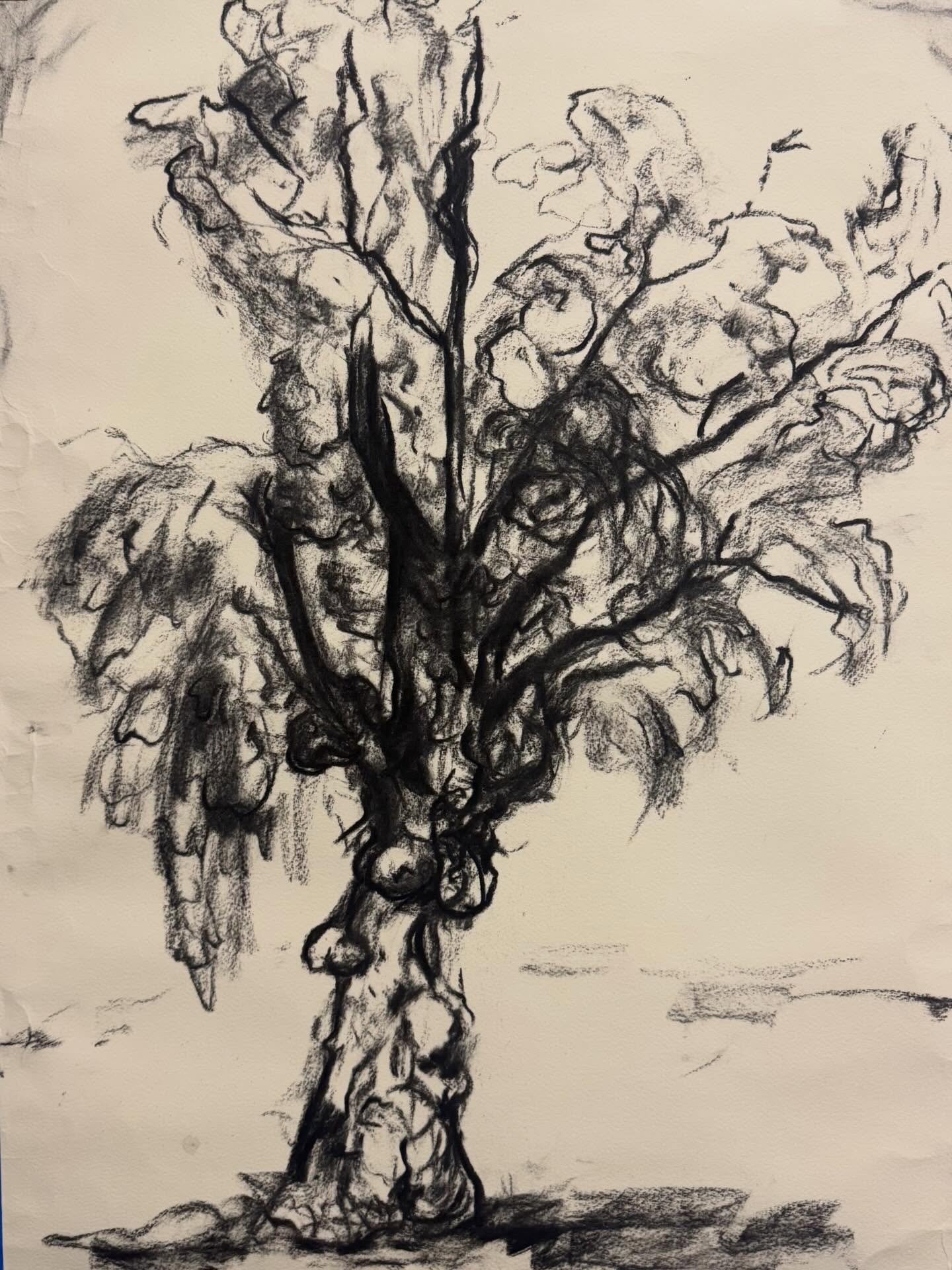 homemade charcoal on paper. will miss seeing this tree bloom this spring🪾