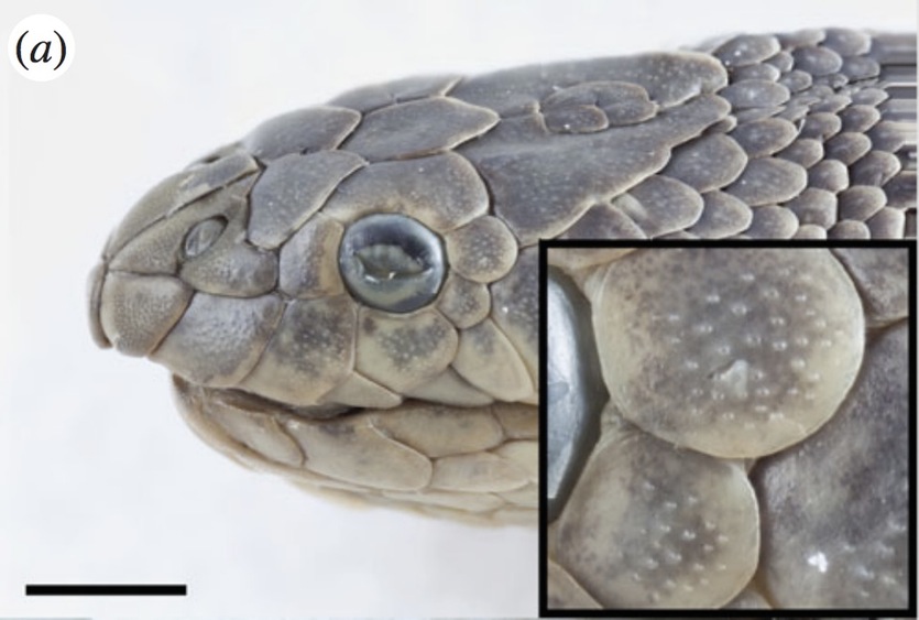 Close up photograph of a beaked sea snake ( Hydrophis schistosus ) showing the sensilla protruding from the surface of a scale. Scale bar, 3 mm. Photo credit: Jenna Crowe-Riddell
