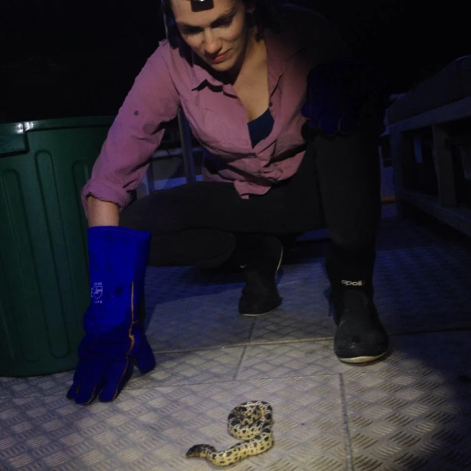 Catching a baby sea snake ( Hydrophis stokesii ) off the coast of Broome in Western Australia.