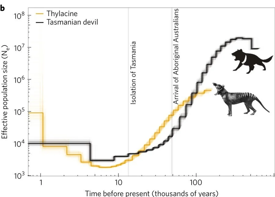 The second figure from the thylacine genome paper shows effective population size through time: showing a steady decline in Tassie tigers and devils over thousands of years. However, populations appear to have stabilised and even increased approx. 6,000 years ago.