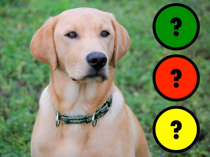 fig.3a - Dog retinas.