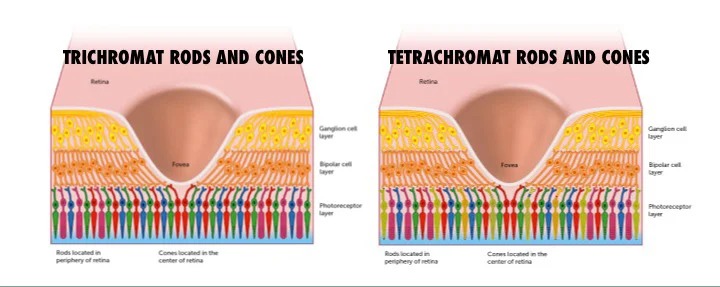 fig.2a - Tetrachromatism.