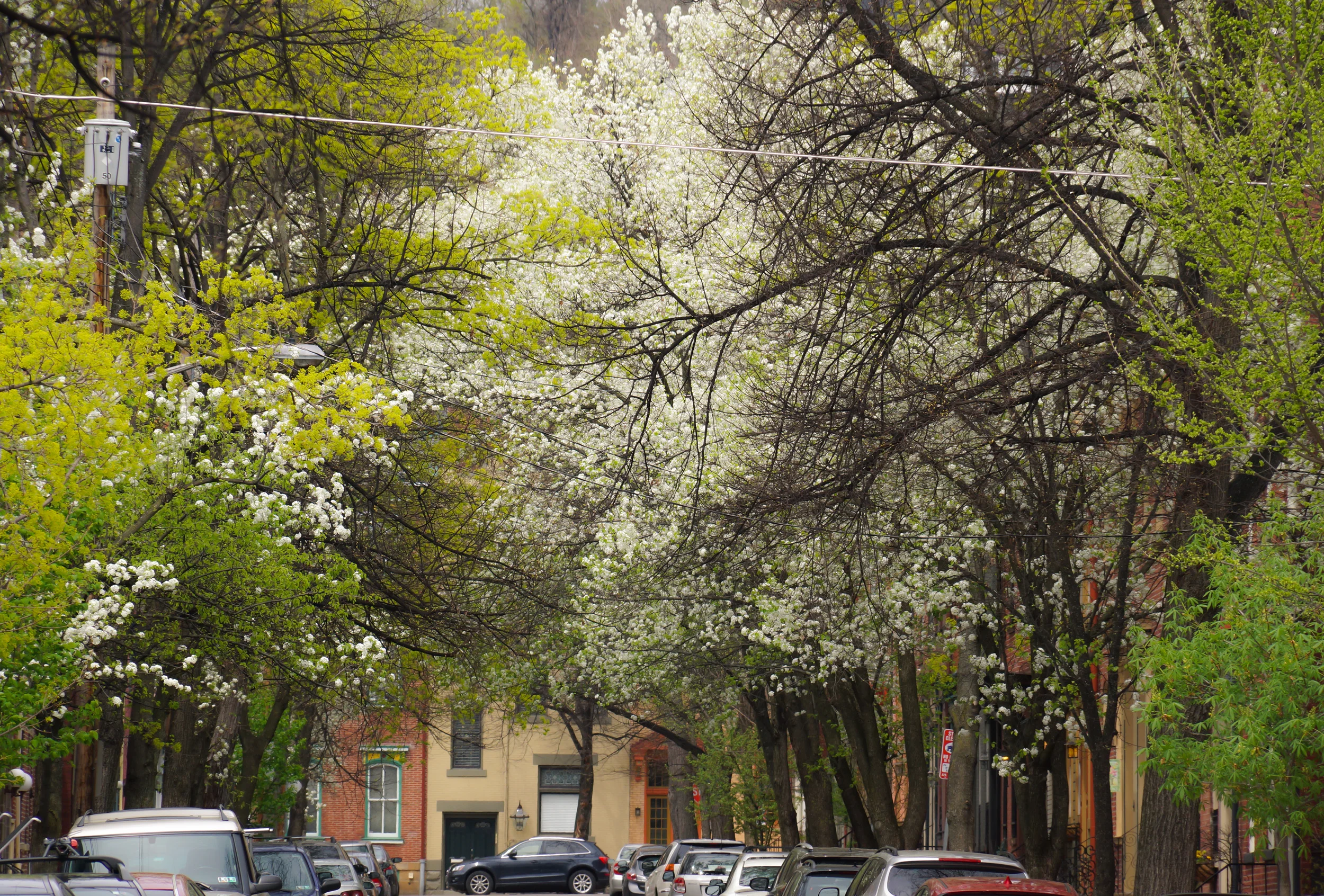 As seasons change - Palo Alto Street.