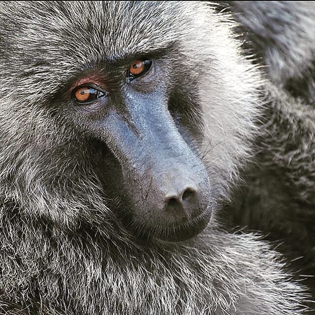 Another breath taking creature from  Akagera National Park and one of our growing regions. .
.
.
.
.
.
#baboon #bourboncoffeeUSadventures
#adventuresincoffee #akagera #expressive #dccoffeeshop #bostoncoffeeshop #directtrade #directtradecoffee #natura
