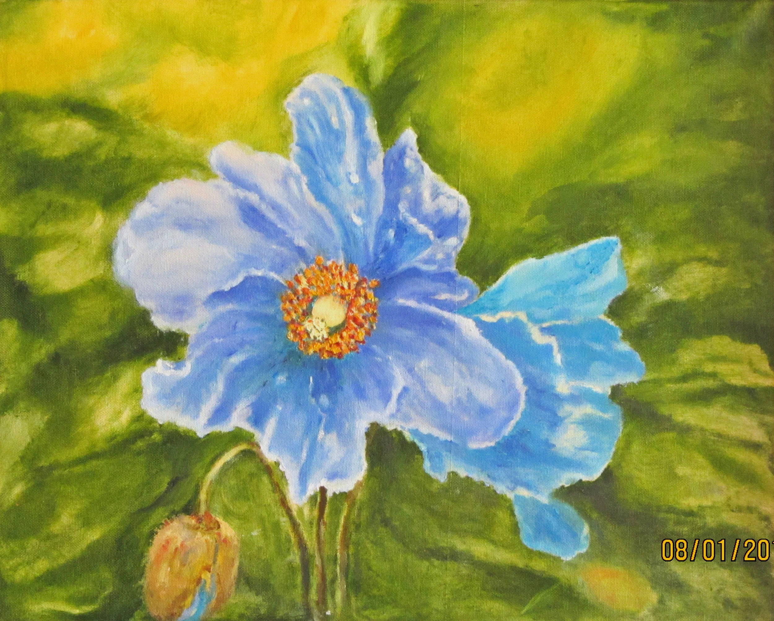 Blue poppy