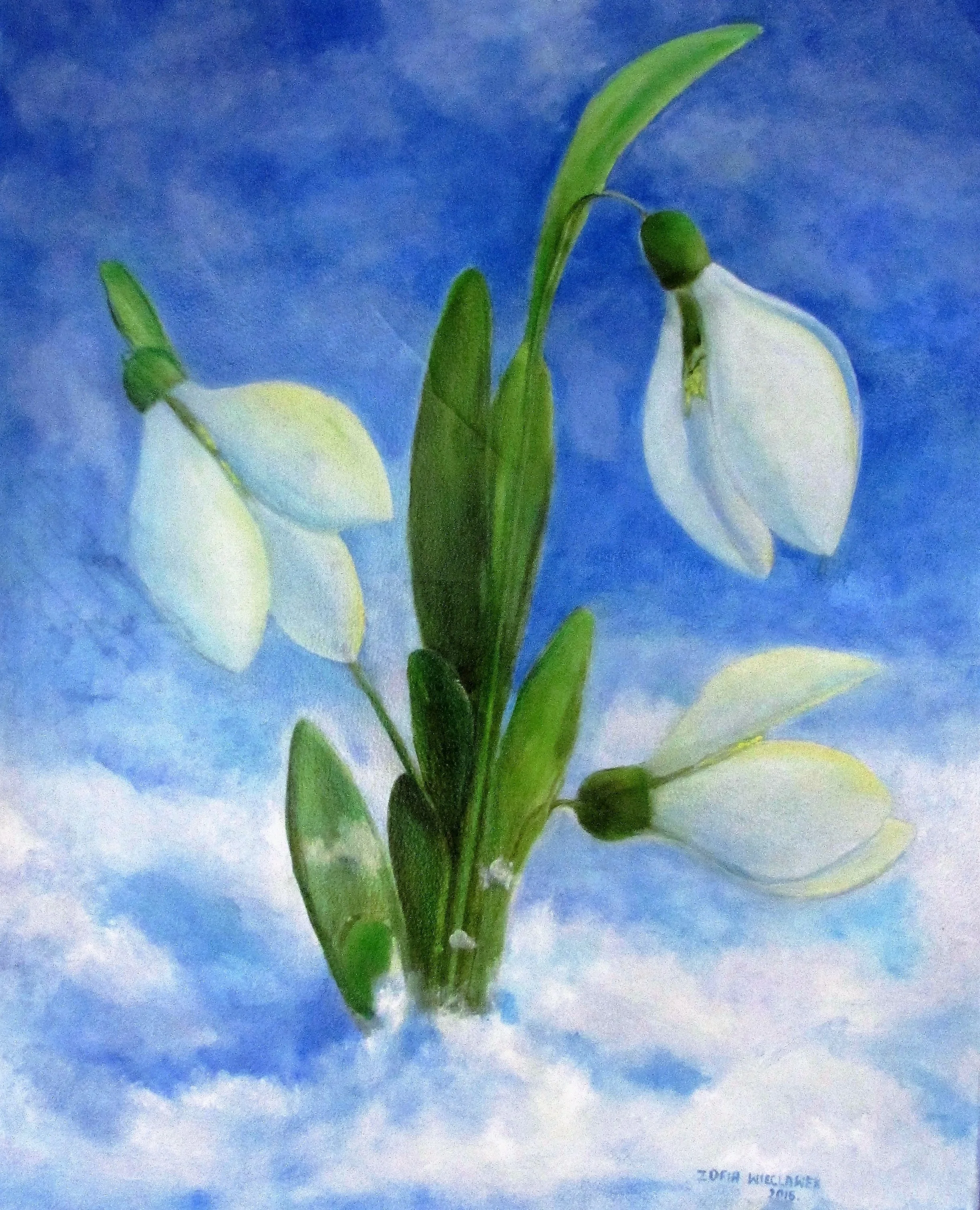 Snowdrops