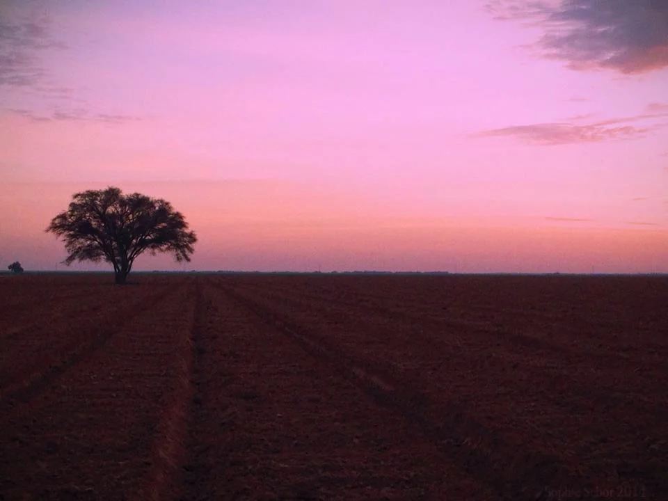 6Kibbutz TreeWatermark.jpg
