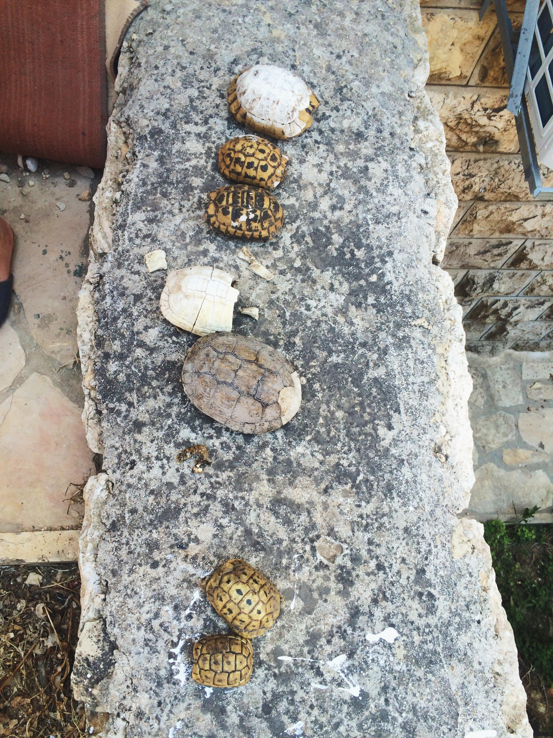 Collection of local turtle shells: visitors to the pond