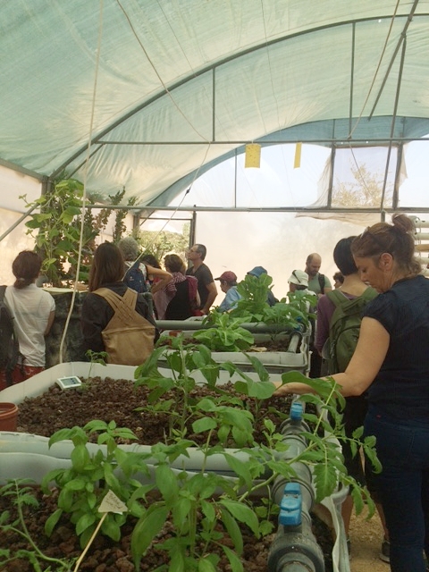 Happy aquaponic plants