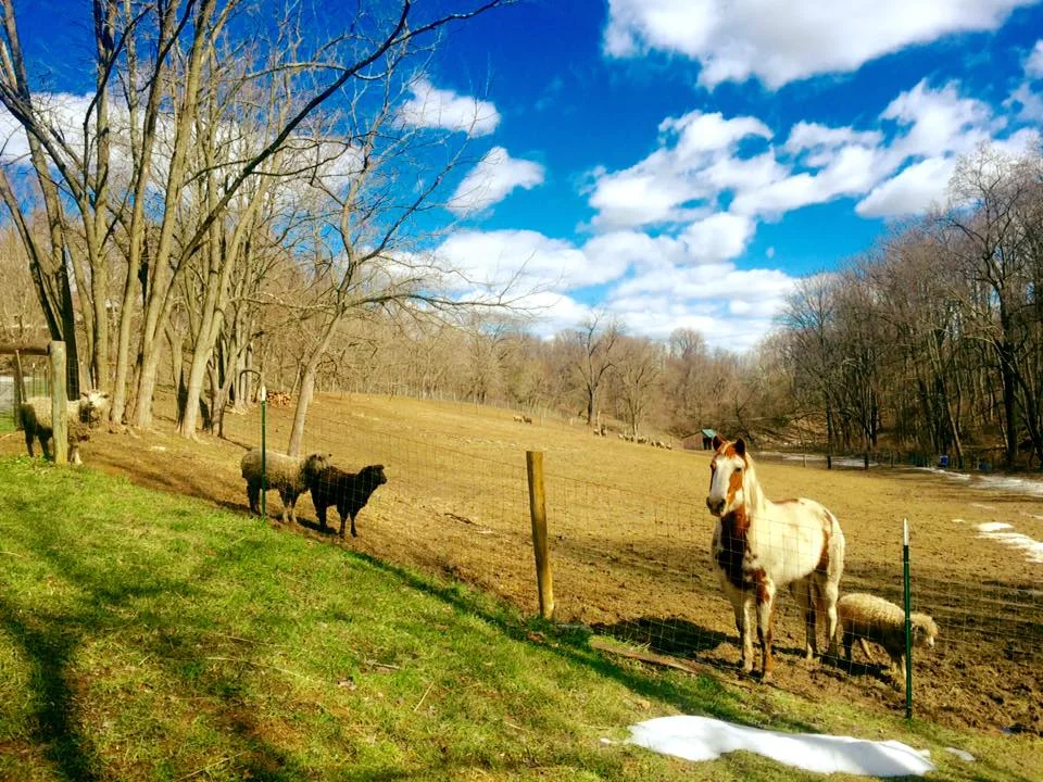 Our first sunny day of Winter 2016.