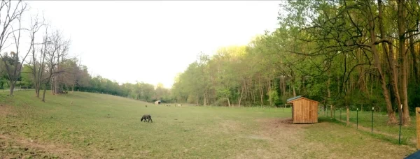 Grazing sheep at the end of April
