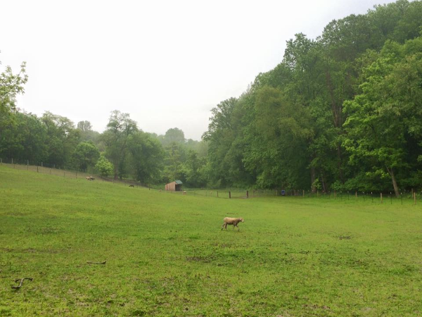 Happy British sheep in very British weather. 