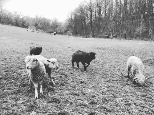 The ram pasture (including some of our favorite wethers)