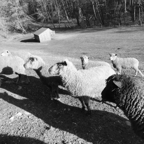 The ewes